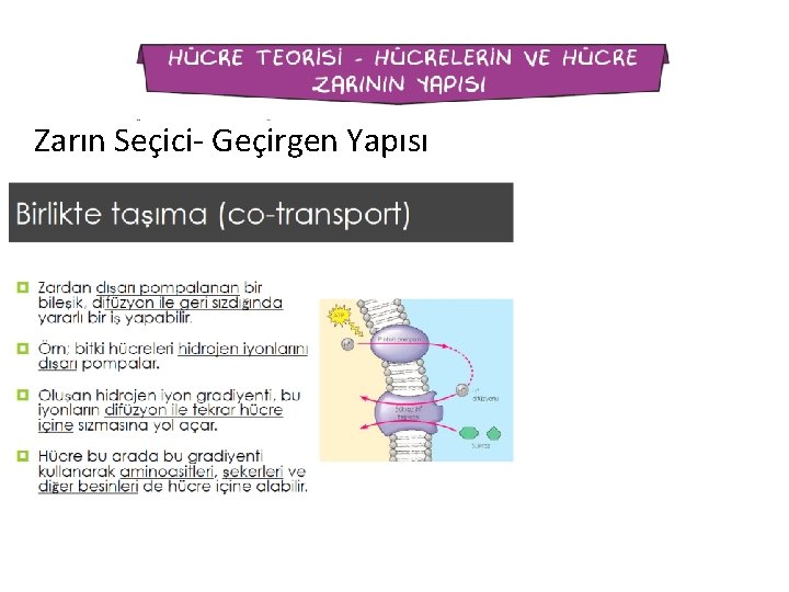 Zarın Seçici- Geçirgen Yapısı 
