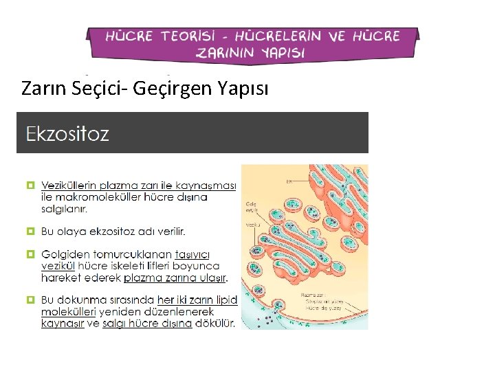 Zarın Seçici- Geçirgen Yapısı 