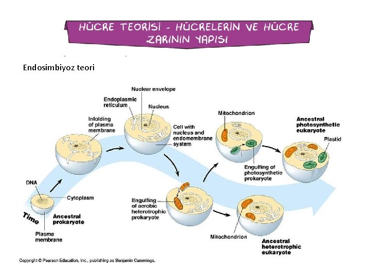 Endosimbiyoz teori 