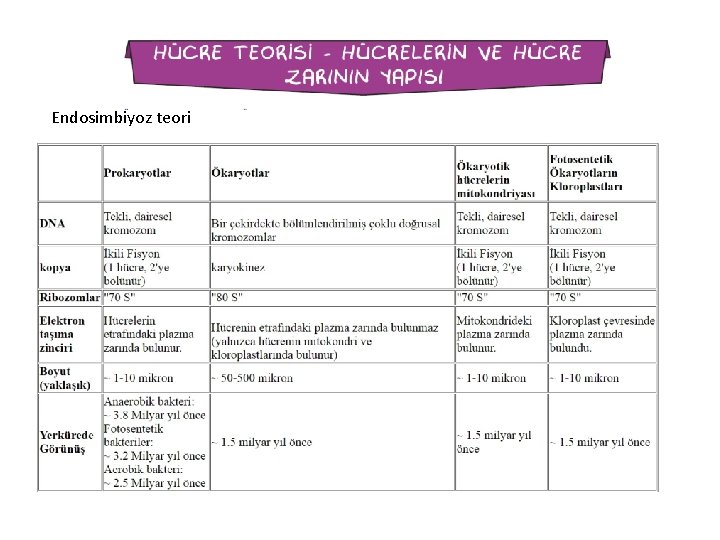 Endosimbiyoz teori 