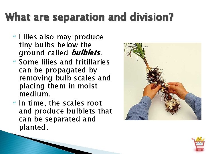 What are separation and division? Lilies also may produce tiny bulbs below the ground