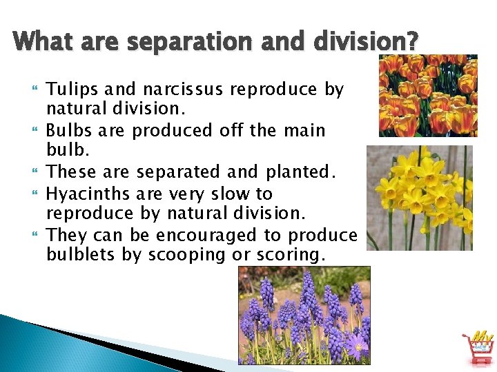 What are separation and division? Tulips and narcissus reproduce by natural division. Bulbs are