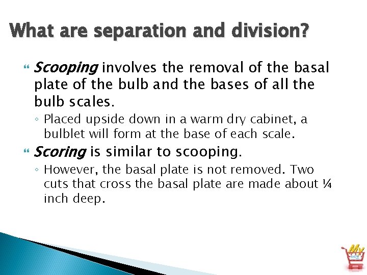 What are separation and division? Scooping involves the removal of the basal plate of