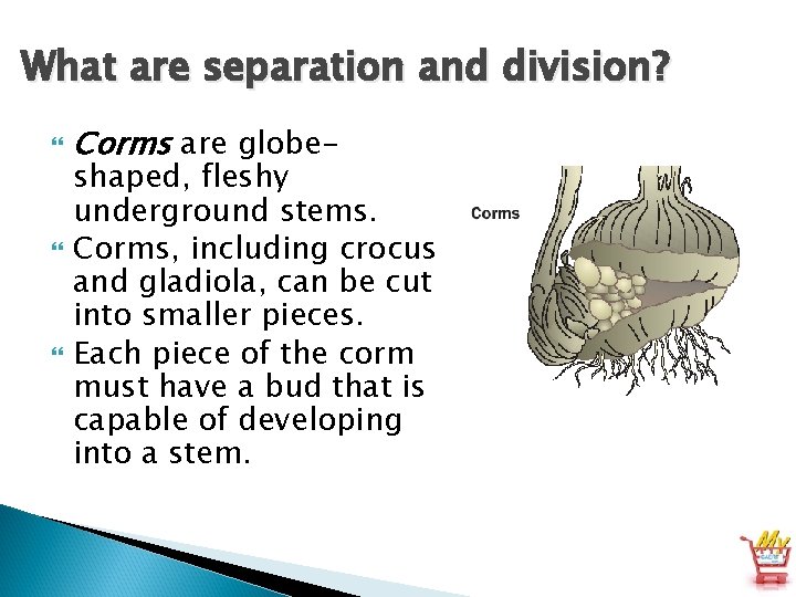 What are separation and division? Corms are globe- shaped, fleshy underground stems. Corms, including