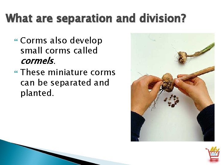 What are separation and division? Corms also develop small corms called cormels. These miniature