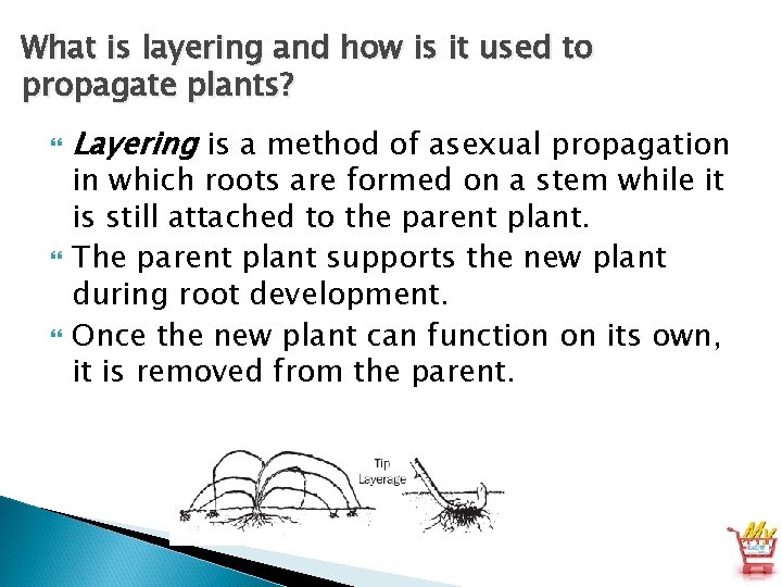 What is layering and how is it used to propagate plants? Layering is a