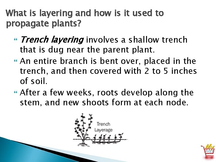 What is layering and how is it used to propagate plants? Trench layering involves