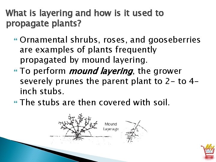 What is layering and how is it used to propagate plants? Ornamental shrubs, roses,