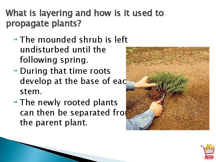 What is layering and how is it used to propagate plants? The mounded shrub