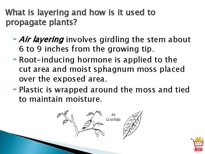 What is layering and how is it used to propagate plants? Air layering involves