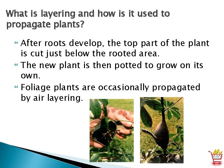 What is layering and how is it used to propagate plants? After roots develop,