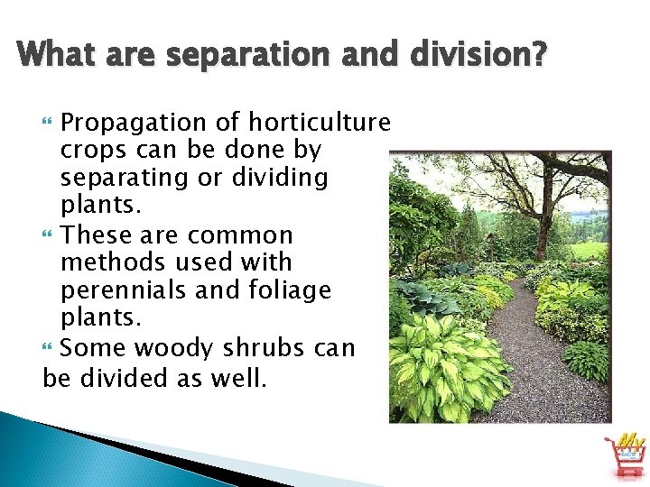 What are separation and division? Propagation of horticulture crops can be done by separating