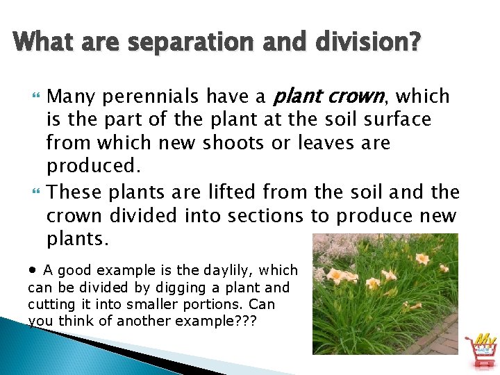 What are separation and division? Many perennials have a plant crown, which is the