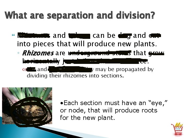 What are separation and division? Rhizomes and tubers can be dug and cut into