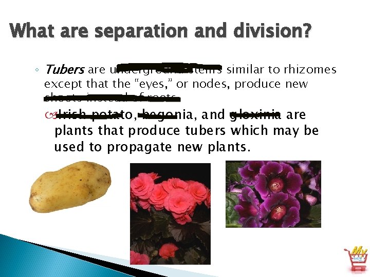 What are separation and division? ◦ Tubers are underground stems similar to rhizomes except