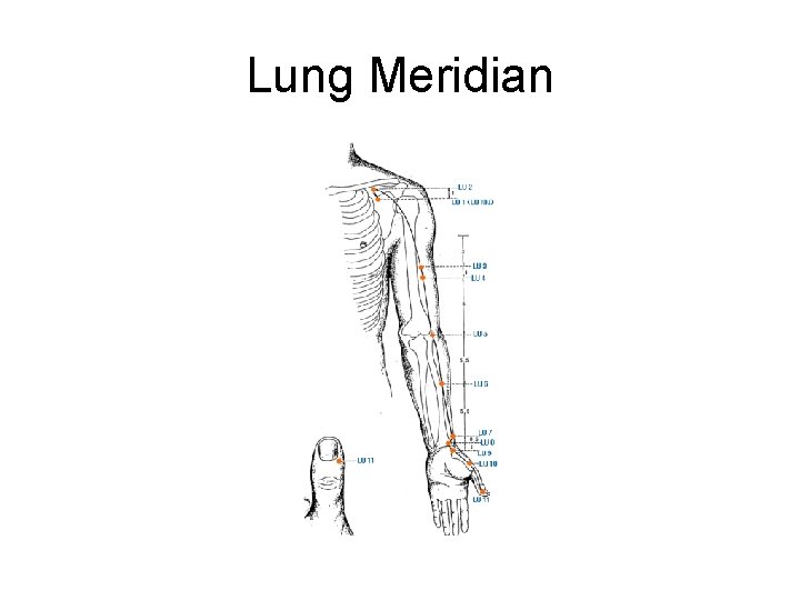 Lung Meridian 
