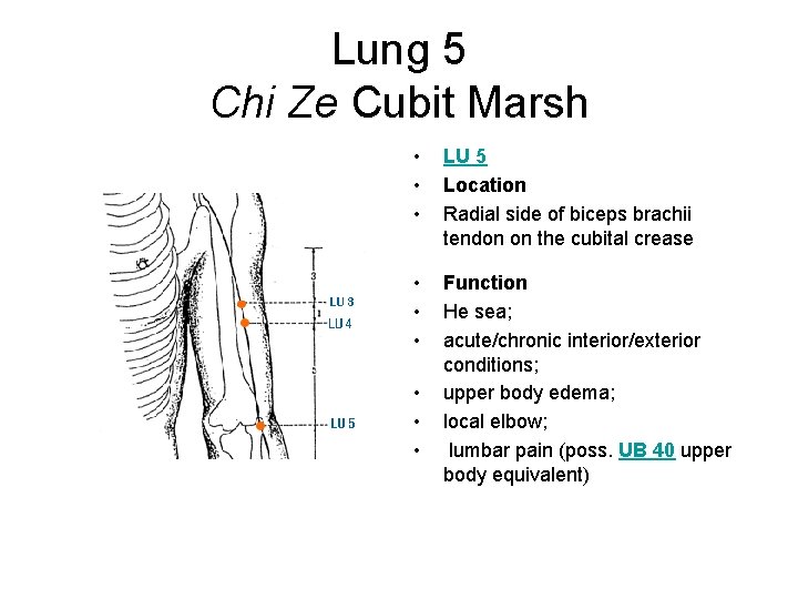Lung 5 Chi Ze Cubit Marsh • • • LU 5 Location Radial side