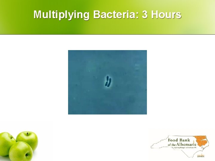 Multiplying Bacteria: 3 Hours 