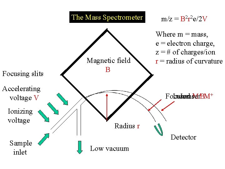 The Mass Spectrometer Focusing slits Magnetic field B Accelerating voltage V Ionizing voltage Sample