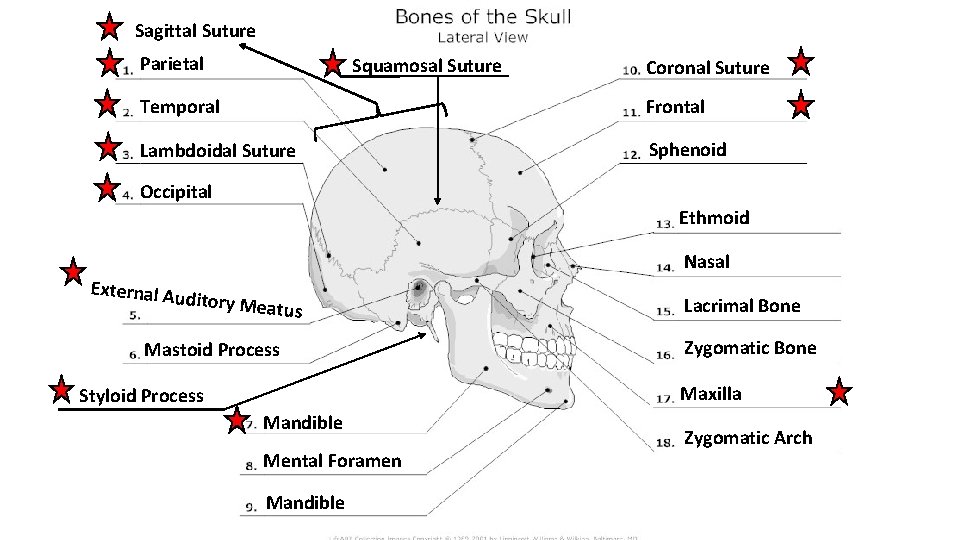 Sagittal Suture Parietal Squamosal Suture Coronal Suture Temporal Frontal Lambdoidal Suture Sphenoid Occipital Ethmoid Sagittal Suture Parietal Squamosal Suture Coronal Suture Temporal Frontal Lambdoidal Suture Sphenoid Occipital Ethmoid