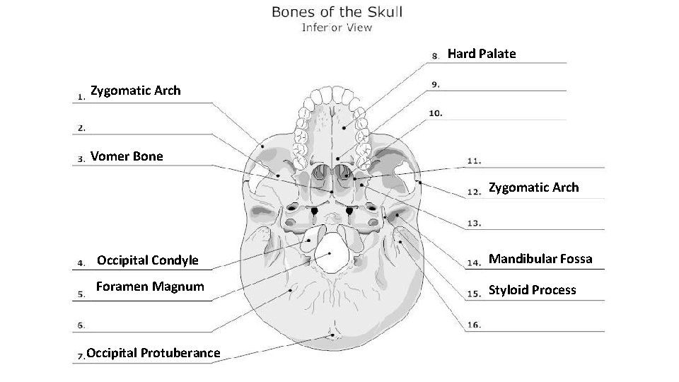 Hard Palate Zygomatic Arch Vomer Bone Zygomatic Arch Occipital Condyle Mandibular Fossa Foramen Magnum Hard Palate Zygomatic Arch Vomer Bone Zygomatic Arch Occipital Condyle Mandibular Fossa Foramen Magnum