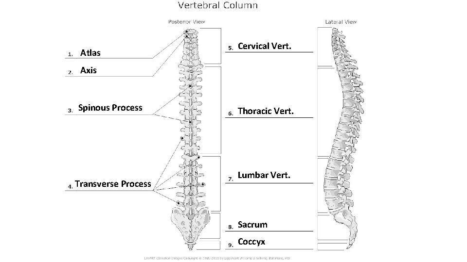 Atlas Cervical Vert. Axis Spinous Process Transverse Process Thoracic Vert. Lumbar Vert. Sacrum Coccyx Atlas Cervical Vert. Axis Spinous Process Transverse Process Thoracic Vert. Lumbar Vert. Sacrum Coccyx