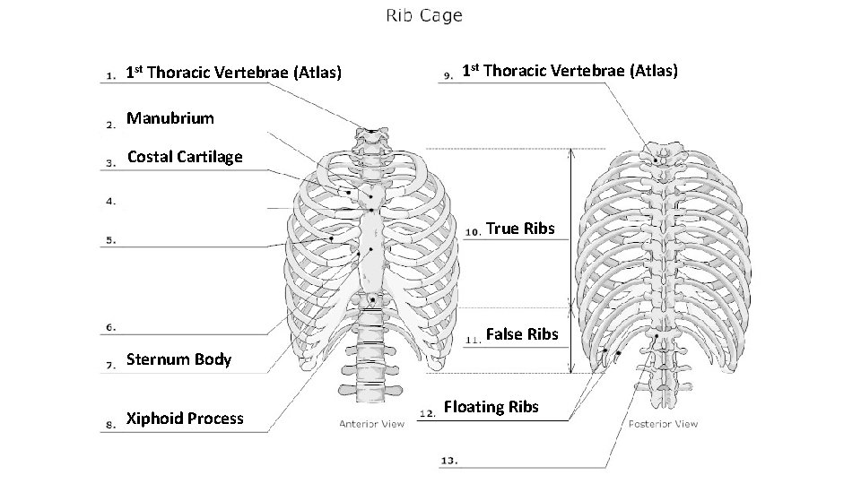 1 st Thoracic Vertebrae (Atlas) Manubrium Costal Cartilage True Ribs False Ribs Sternum Body 1 st Thoracic Vertebrae (Atlas) Manubrium Costal Cartilage True Ribs False Ribs Sternum Body