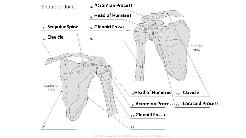 Acromion Process Head of Humerus Scapular Spine Glenoid Fossa Clavicle Head of Humerus Clavicle Acromion Process Head of Humerus Scapular Spine Glenoid Fossa Clavicle Head of Humerus Clavicle