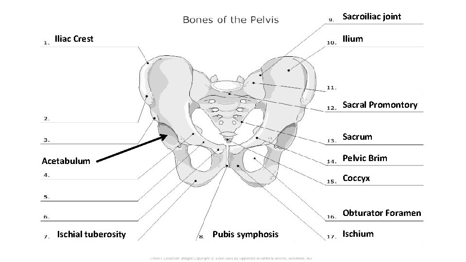 Sacroiliac joint Iliac Crest Ilium Sacral Promontory Sacrum Pelvic Brim Acetabulum Coccyx Obturator Foramen Sacroiliac joint Iliac Crest Ilium Sacral Promontory Sacrum Pelvic Brim Acetabulum Coccyx Obturator Foramen
