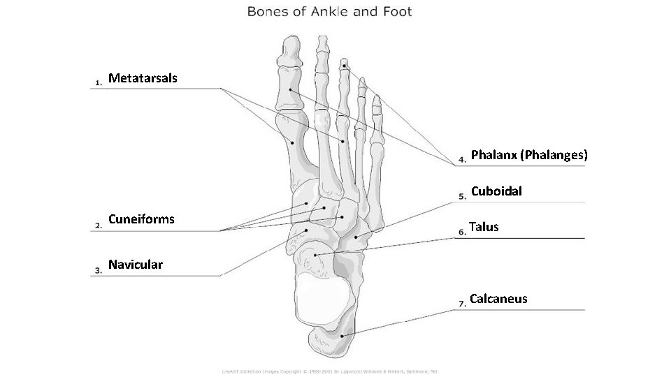 Metatarsals Phalanx (Phalanges) Cuboidal Cuneiforms Talus Navicular Calcaneus Metatarsals Phalanx (Phalanges) Cuboidal Cuneiforms Talus Navicular Calcaneus