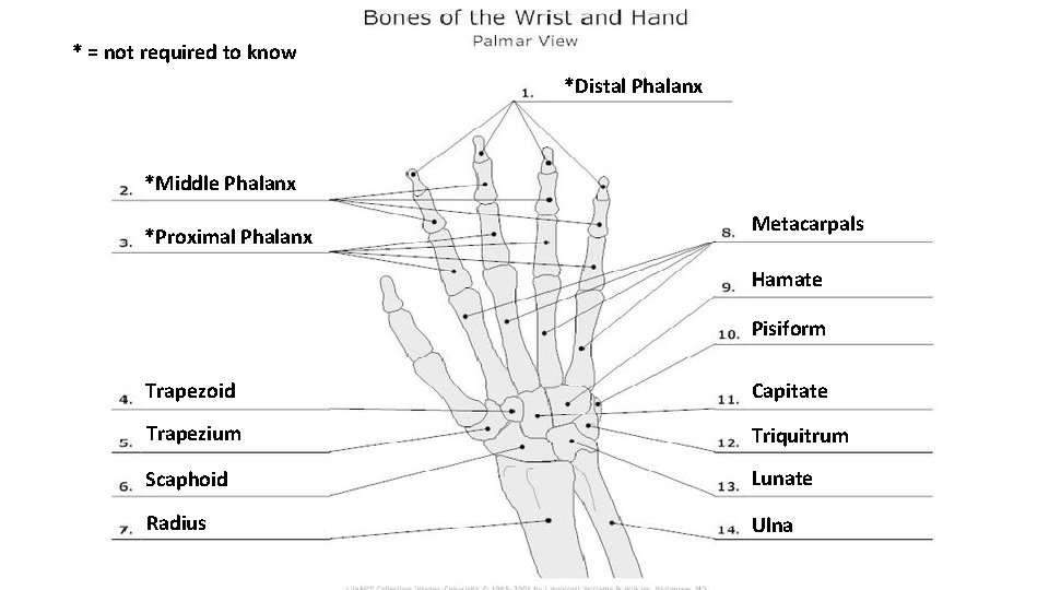 * = not required to know *Distal Phalanx *Middle Phalanx *Proximal Phalanx Metacarpals Hamate * = not required to know *Distal Phalanx *Middle Phalanx *Proximal Phalanx Metacarpals Hamate