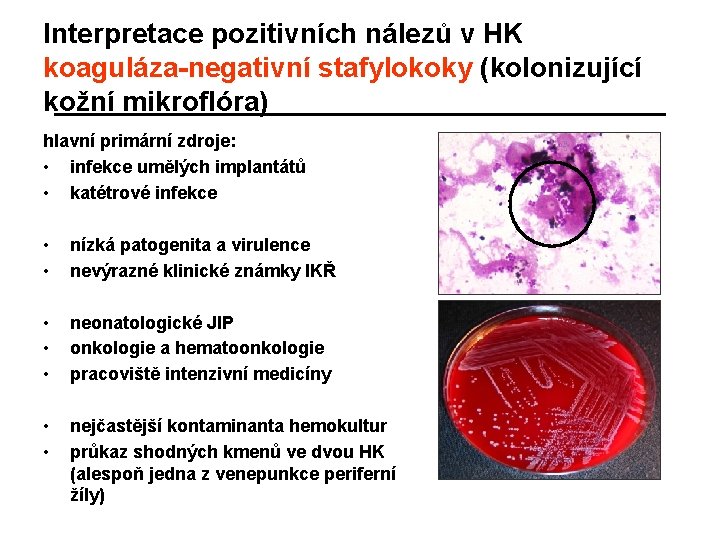 Interpretace pozitivních nálezů v HK koaguláza-negativní stafylokoky (kolonizující kožní mikroflóra) hlavní primární zdroje: •