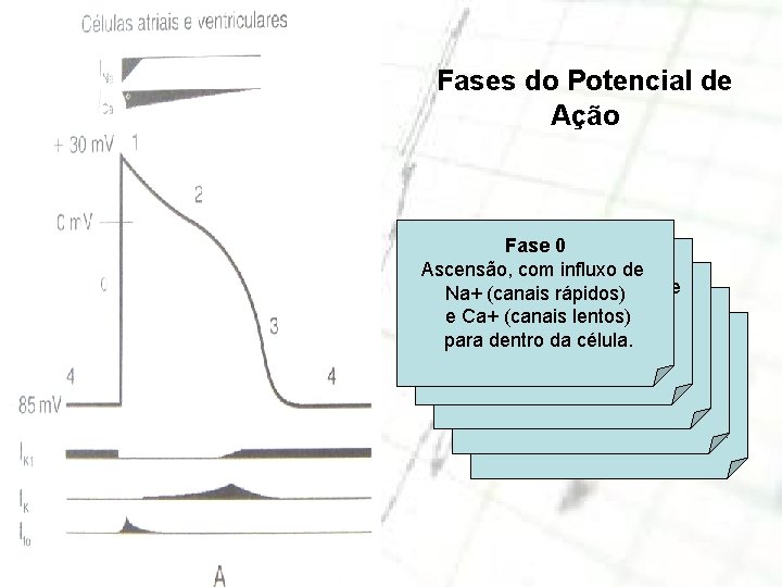 Fases do Potencial de Ação Fase 0 Faseinfluxo 1 Ascensão, com de Inativação rápida