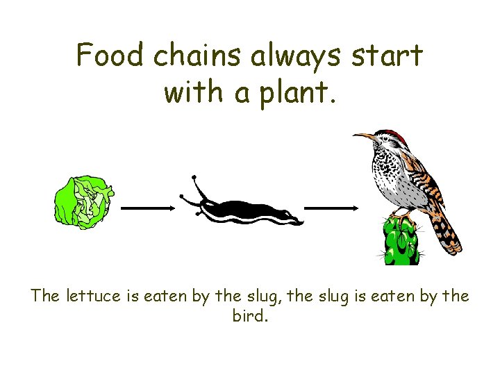 Food chains always start with a plant. The lettuce is eaten by the slug,