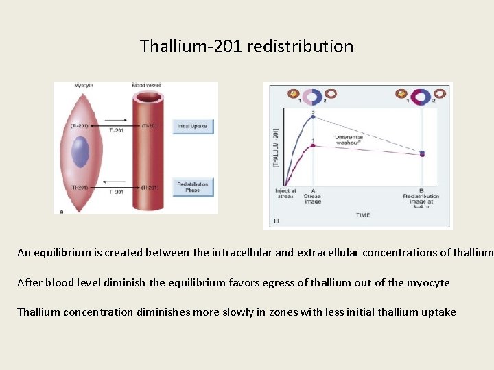 Thallium-201 redistribution An equilibrium is created between the intracellular and extracellular concentrations of thallium