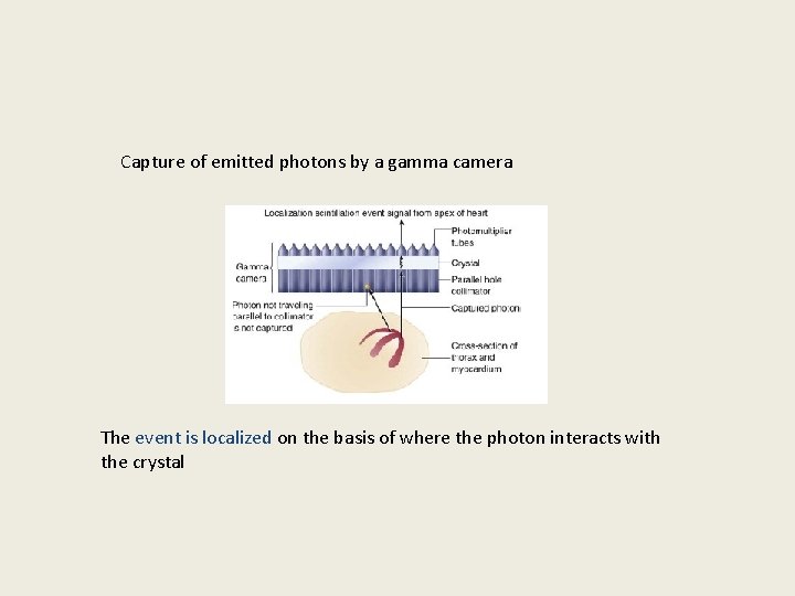 Capture of emitted photons by a gamma camera The event is localized on the