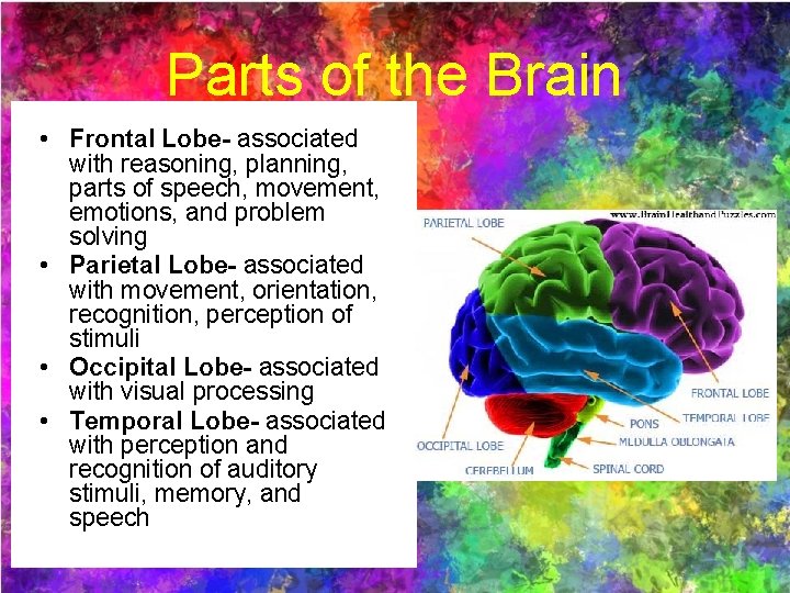 Parts of the Brain • Frontal Lobe- associated with reasoning, planning, parts of speech,