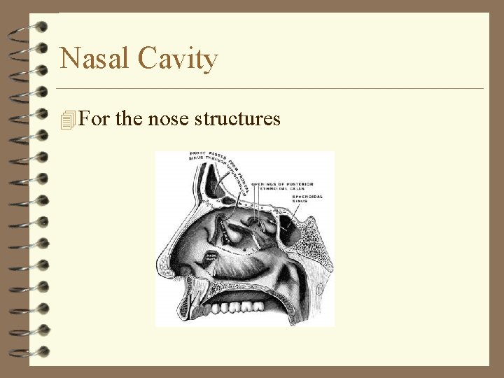 Nasal Cavity 4 For the nose structures Nasal Cavity 4 For the nose structures