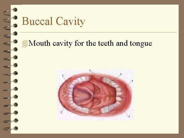 Buccal Cavity 4 Mouth cavity for the teeth and tongue Buccal Cavity 4 Mouth cavity for the teeth and tongue