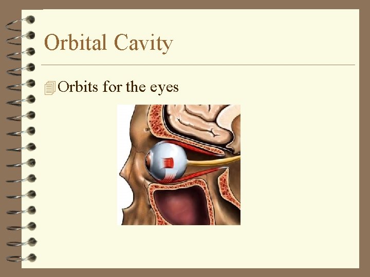 Orbital Cavity 4 Orbits for the eyes Orbital Cavity 4 Orbits for the eyes