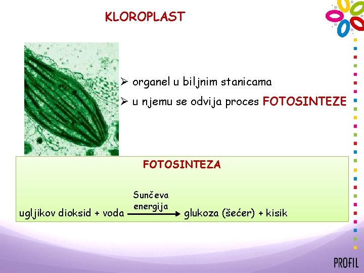 KLOROPLAST Ø organel u biljnim stanicama Ø u njemu se odvija proces FOTOSINTEZE FOTOSINTEZA