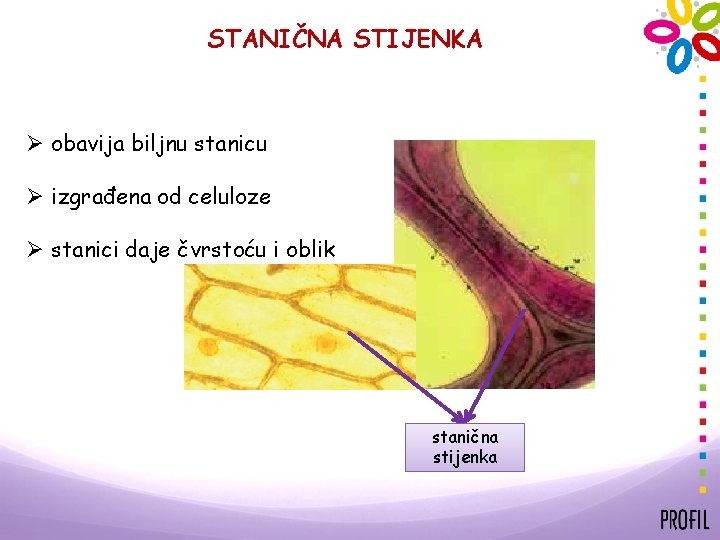 STANIČNA STIJENKA Ø obavija biljnu stanicu Ø izgrađena od celuloze Ø stanici daje čvrstoću