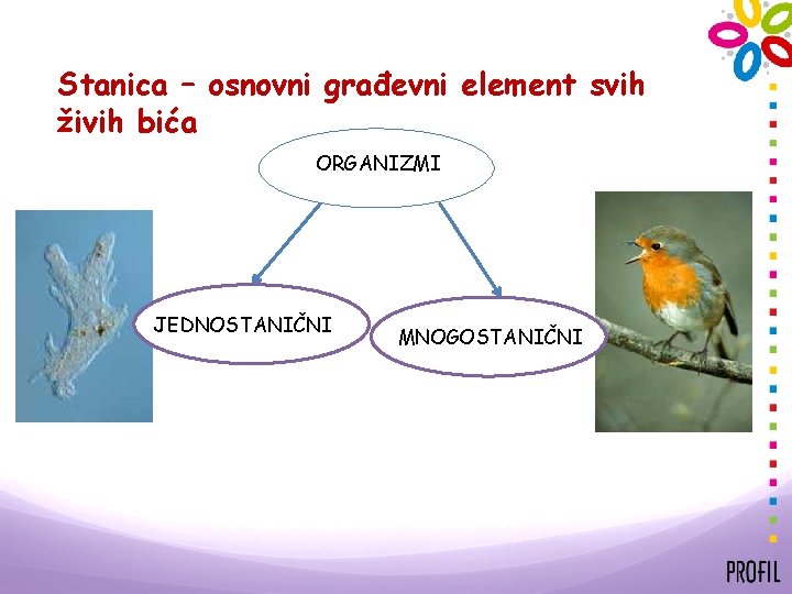 Stanica – osnovni građevni element svih živih bića ORGANIZMI JEDNOSTANIČNI MNOGOSTANIČNI 