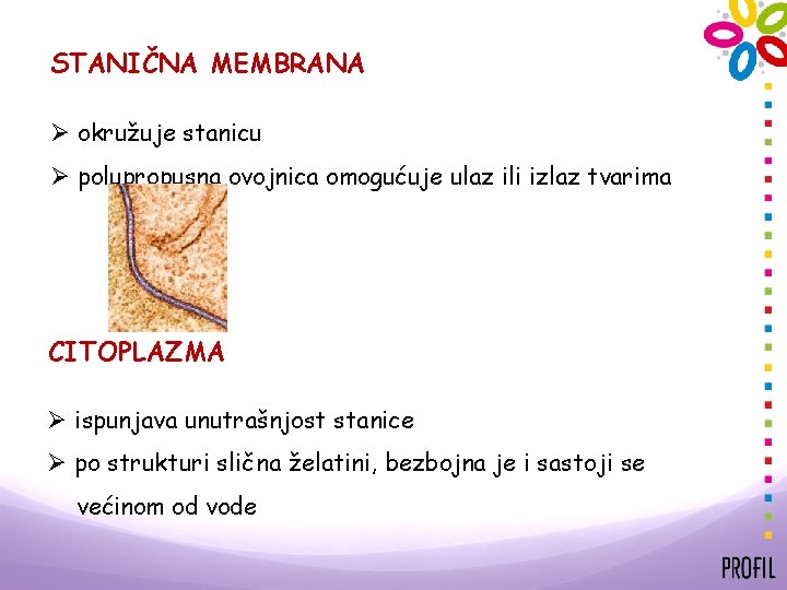 STANIČNA MEMBRANA Ø okružuje stanicu Ø polupropusna ovojnica omogućuje ulaz ili izlaz tvarima CITOPLAZMA