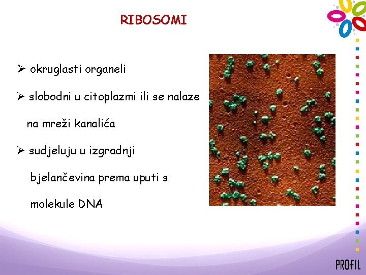 RIBOSOMI Ø okruglasti organeli Ø slobodni u citoplazmi ili se nalaze na mreži kanalića