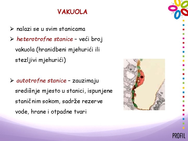 VAKUOLA Ø nalazi se u svim stanicama Ø heterotrofne stanice – veći broj vakuola
