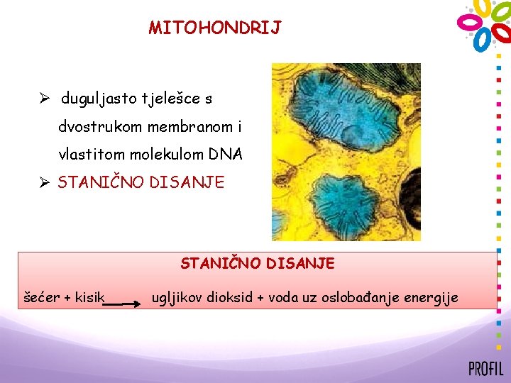 MITOHONDRIJ Ø duguljasto tjelešce s dvostrukom membranom i vlastitom molekulom DNA Ø STANIČNO DISANJE