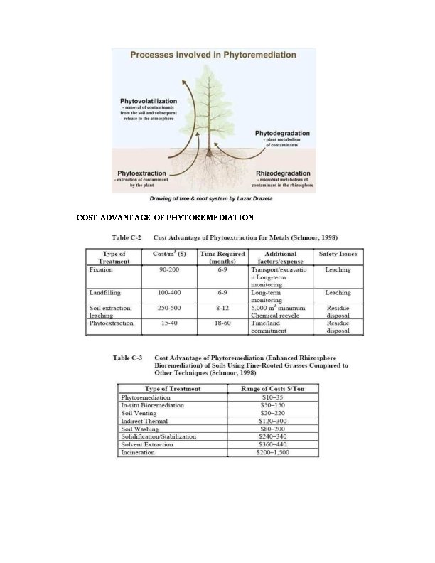 COST ADVANTAGE OF PHYTOREMEDIATION 