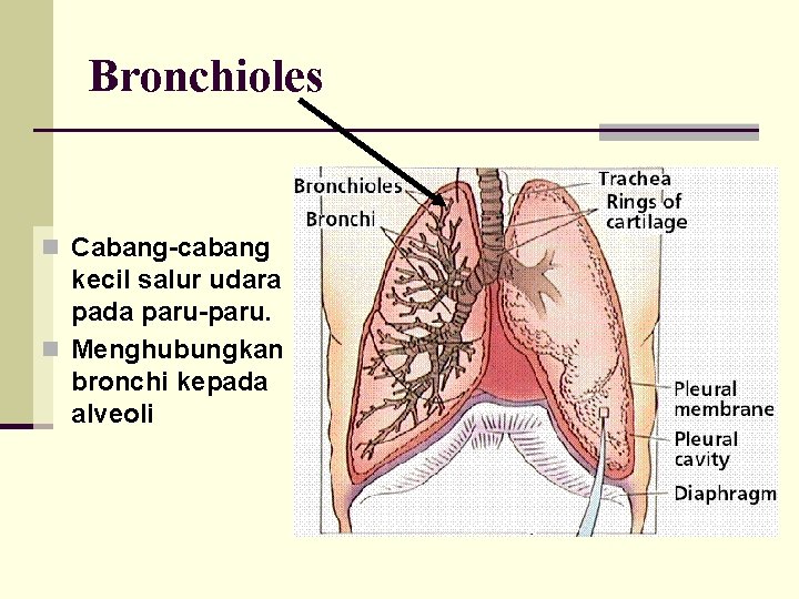 Bronchioles n Cabang-cabang kecil salur udara pada paru-paru. n Menghubungkan bronchi kepada alveoli 