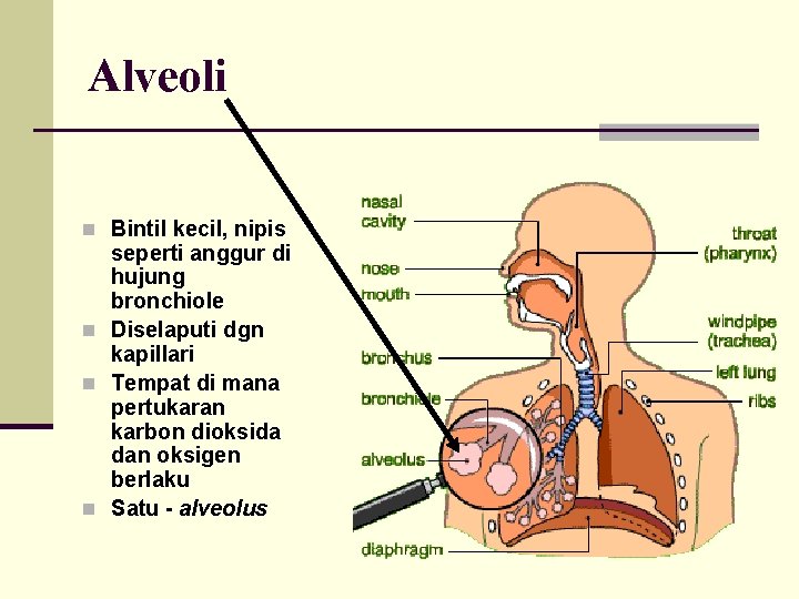 Alveoli n Bintil kecil, nipis seperti anggur di hujung bronchiole n Diselaputi dgn kapillari